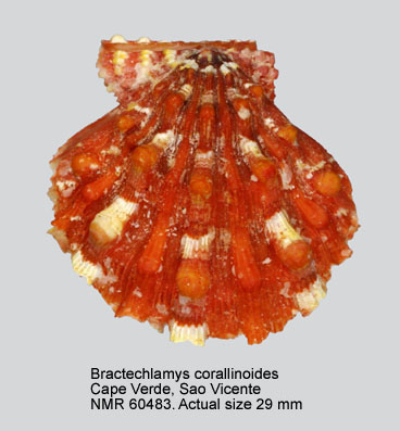 Bractechlamys corallinoides (3).jpg - Bractechlamys corallinoides(d'Orbigny in Webb & Berthelot,1839)